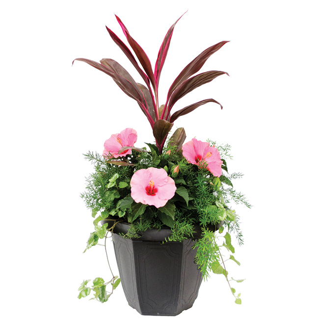 Hibiscus - 12"