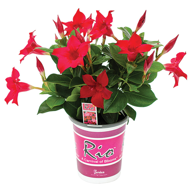Rio Dipladenia - 4.33"