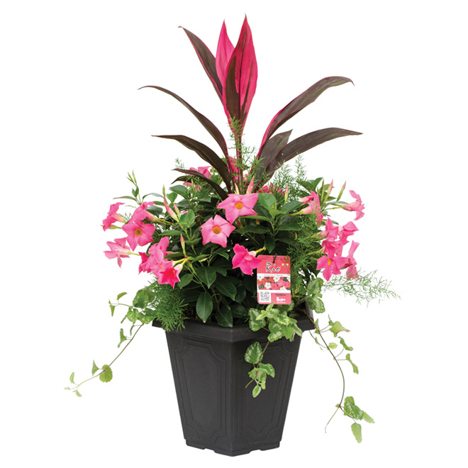 Dipladenia, 15"