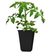 Vegetable and Fine Herbs Plant - 1 Gallon