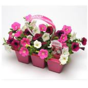 Annuelles assorties Premium, 6/bte, couleurs assorties