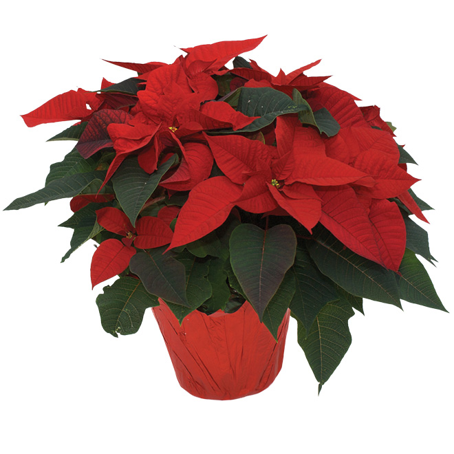 Poinsettia