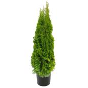 Assorted Cedars - 6.5' to 8'
