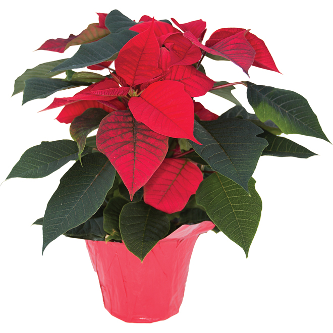 Poinsettia