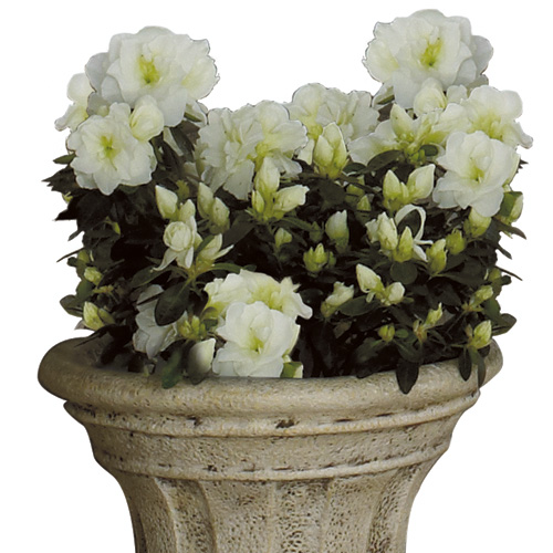 Azalea