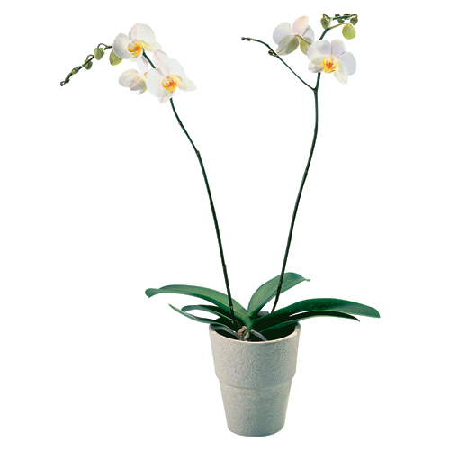 Plants - "Phalaenopsis" Orchid