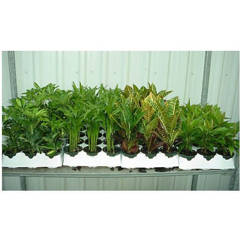 Plantes tropicales