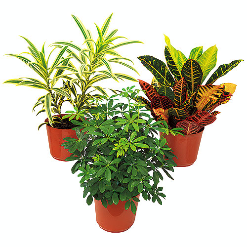 Plante tropicale