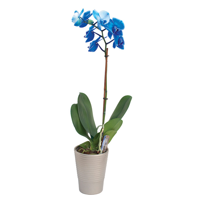 Orchidée «Phalaenopsis»