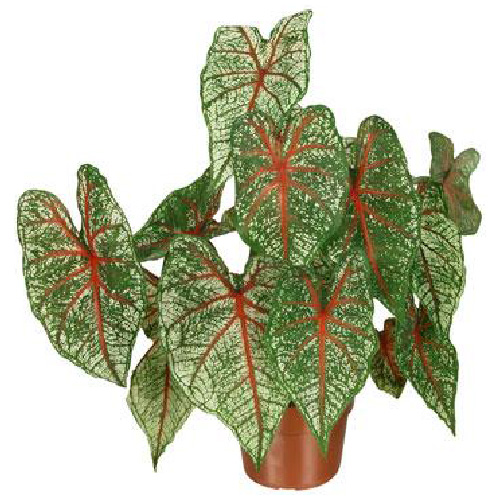 Caladium