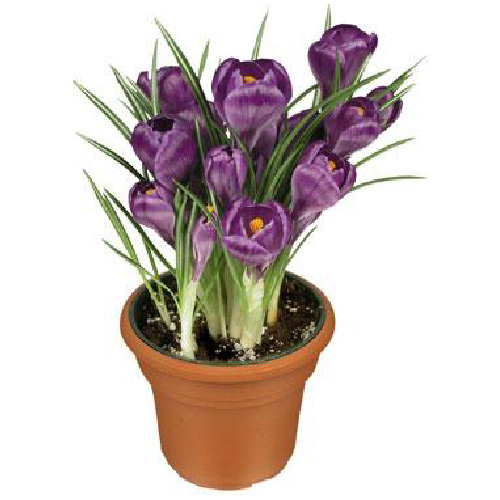 Crocus