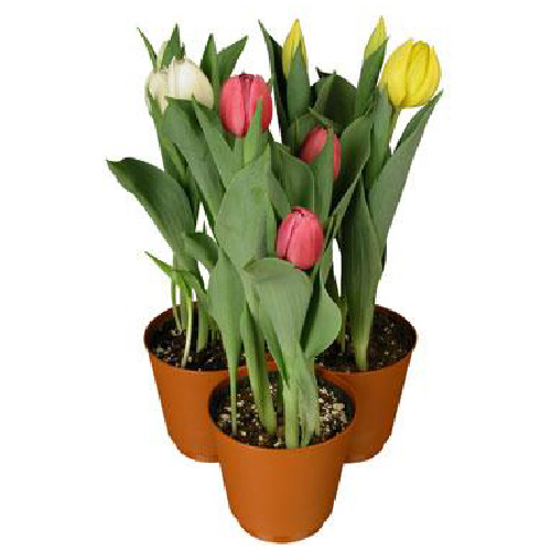 Tulip