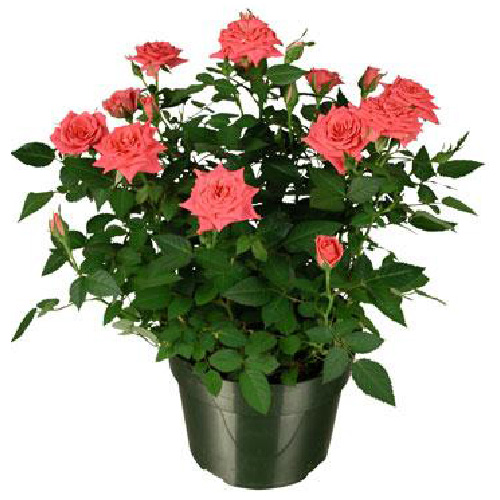 Mini Rose Bush