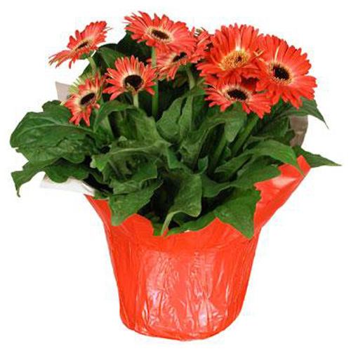 Gerbera