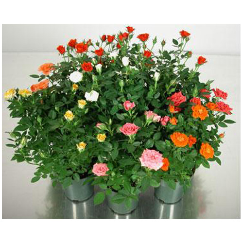 Mini Rose Bush