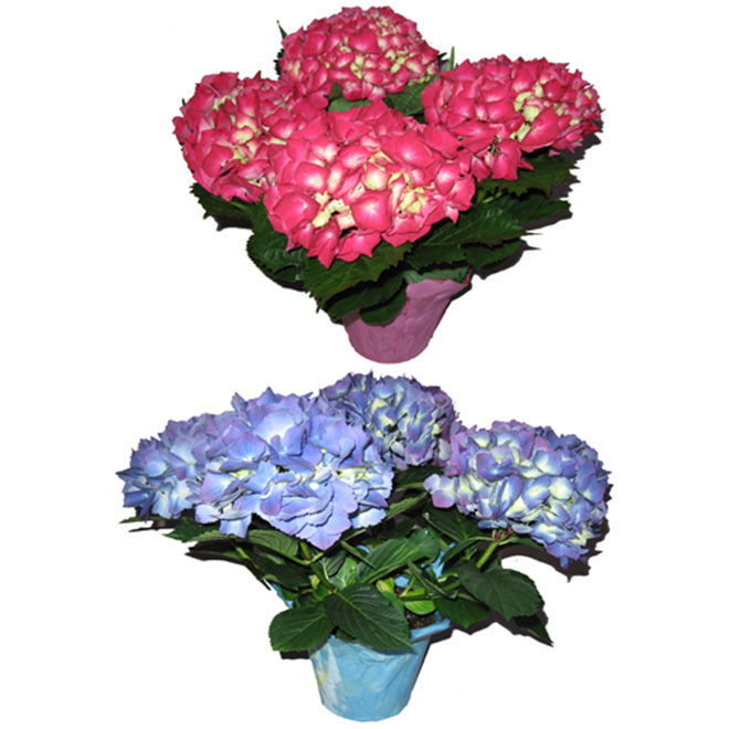 Hydrangea
