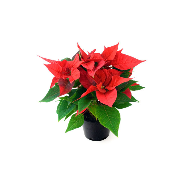 Poinsettia