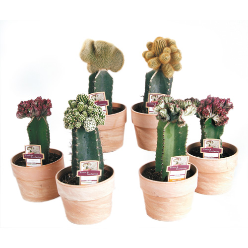 Plants - Coral Cactus