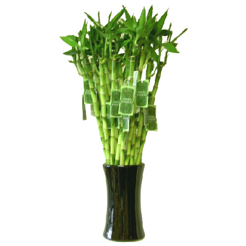 Lucky Bamboo