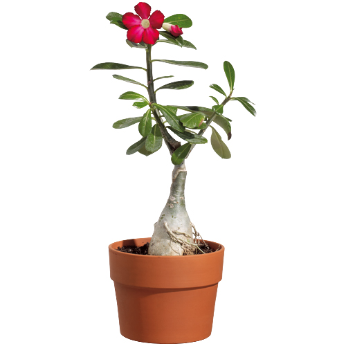 Rose du désert