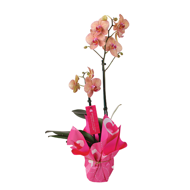 Orchidée en pot