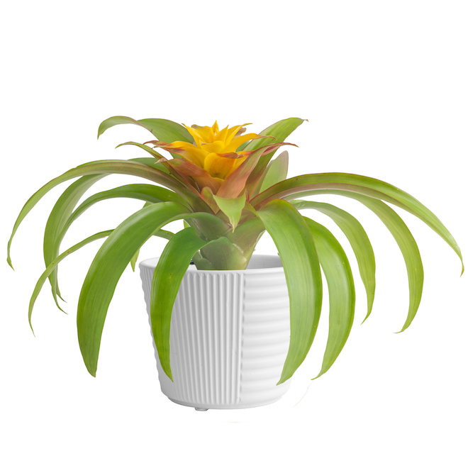 Bromeliad