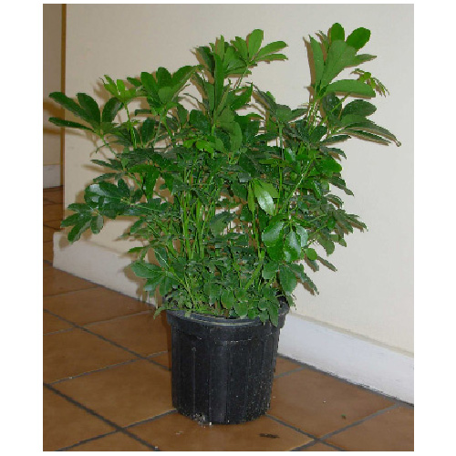 Plants - "Arboricola" Bush