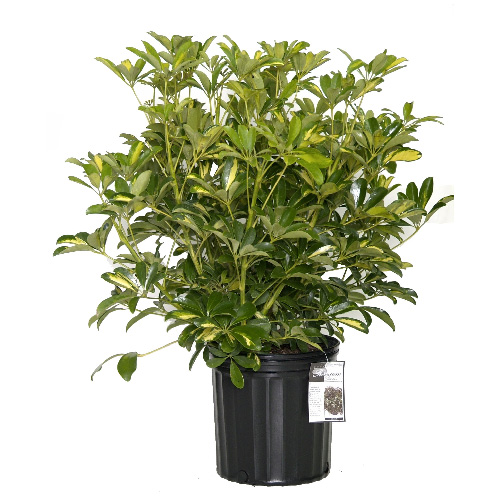Plantes - Buisson « Gold Capella »