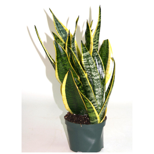 Plantes - Arbuste « Laurentii »