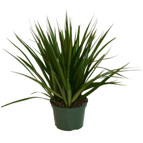 Plants - "Marginata" Bush