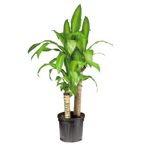 Plants - "Mass Cane" Bush