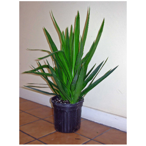 Plants - "Yucca Tip" Bush