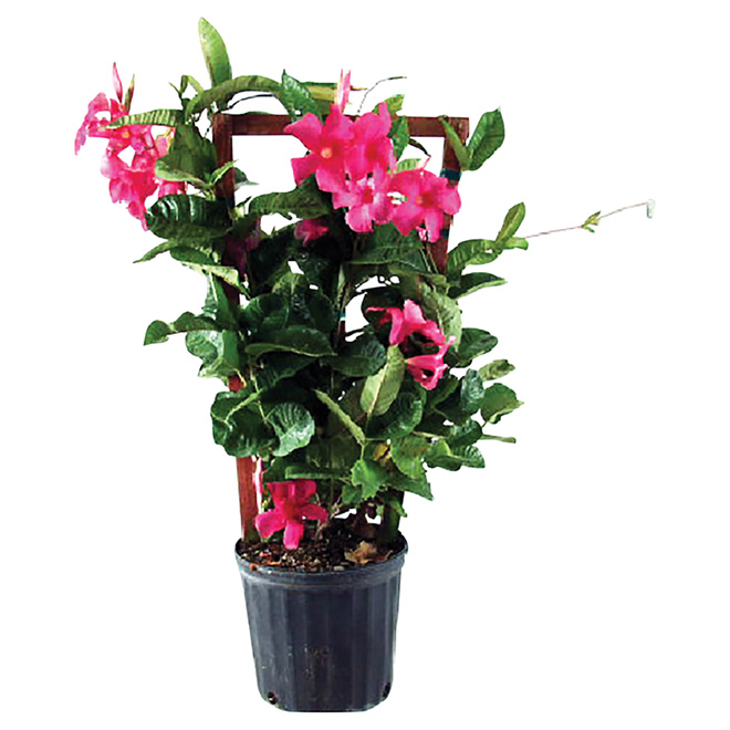 Mandevilla, 10"