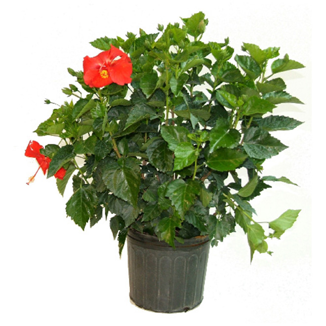 "Bush" Hibiscus