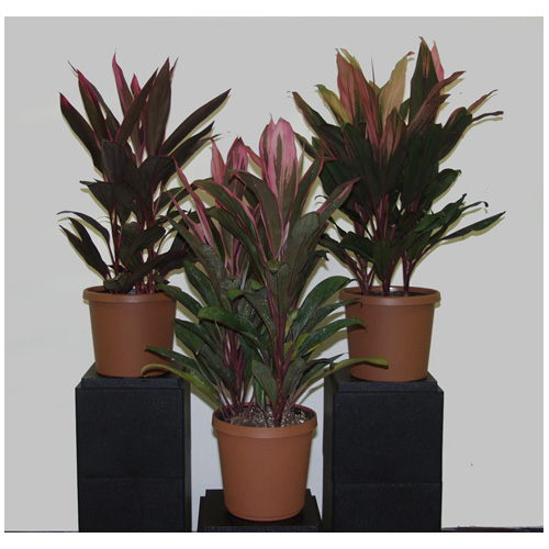Cordyline