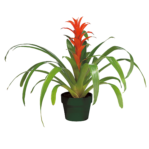 Plantes - Bromelia