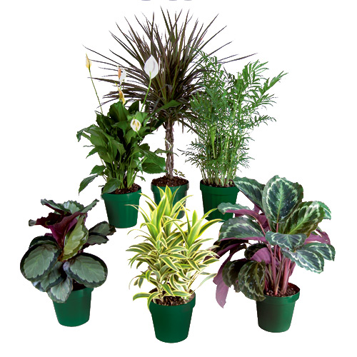 Tropical House Plants house plants: tropical plants | rona Tropical House Plants house plants: tropical plants | rona