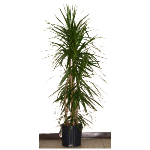 Marginata tressé