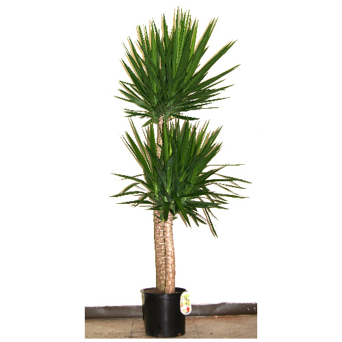 Yucca Cane