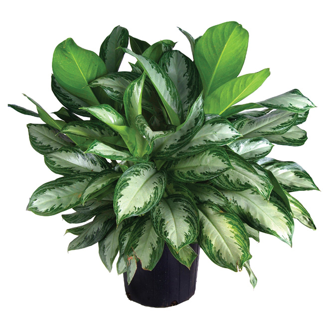 Aglaonema Silver