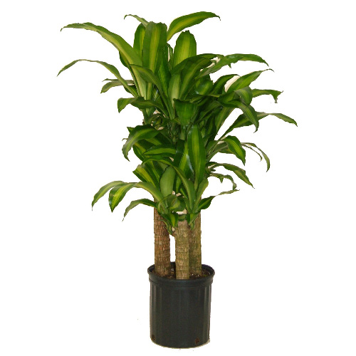 Mass Cane