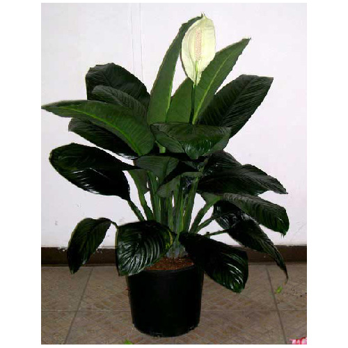 Spathiphyllum