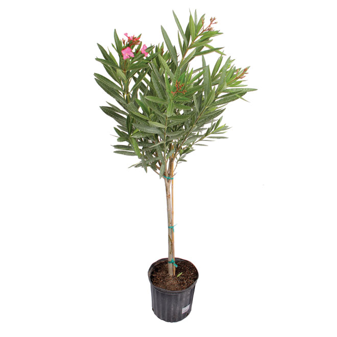 Standard oleander