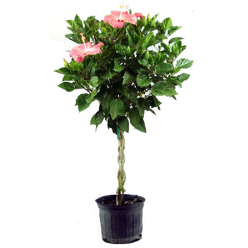 Hibiscus tressé