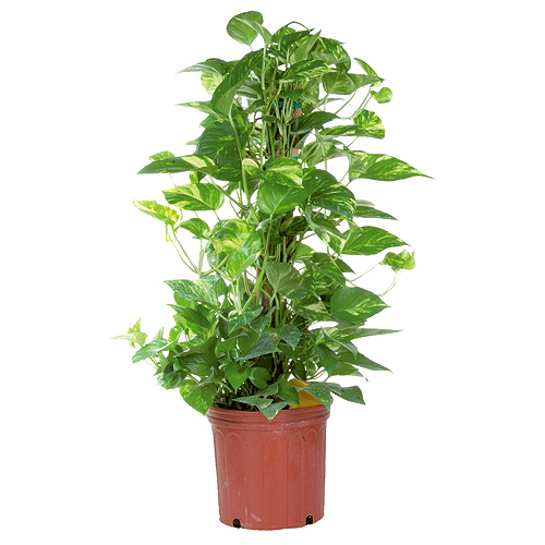 Pothos Totem