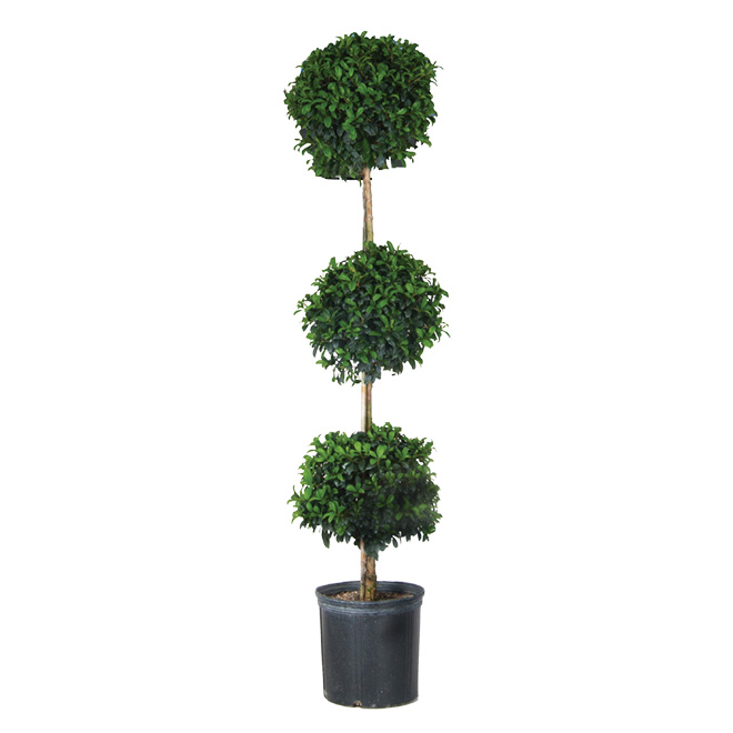 "Eugenia" Topiary
