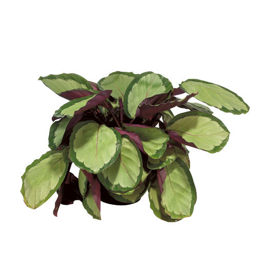 Plantes - Calathea