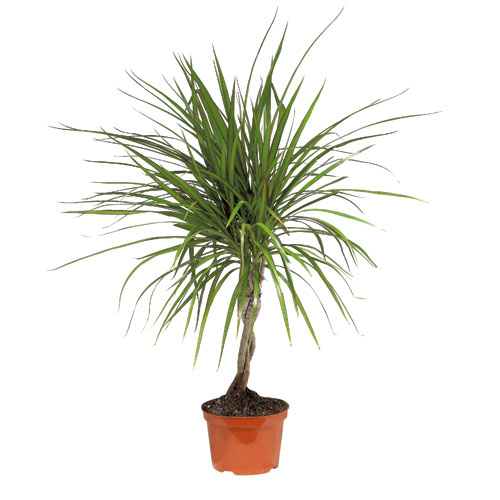 Plantes - Marginata tressé