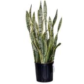 Plantes - « Sanseveria Laurentii »