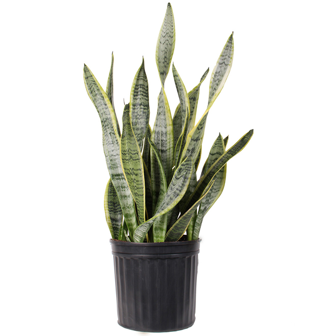 "Sanseveria Zeylanica"